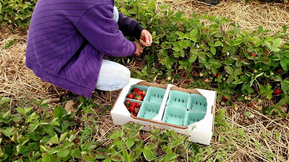 Pick Your Own Strawberries right img